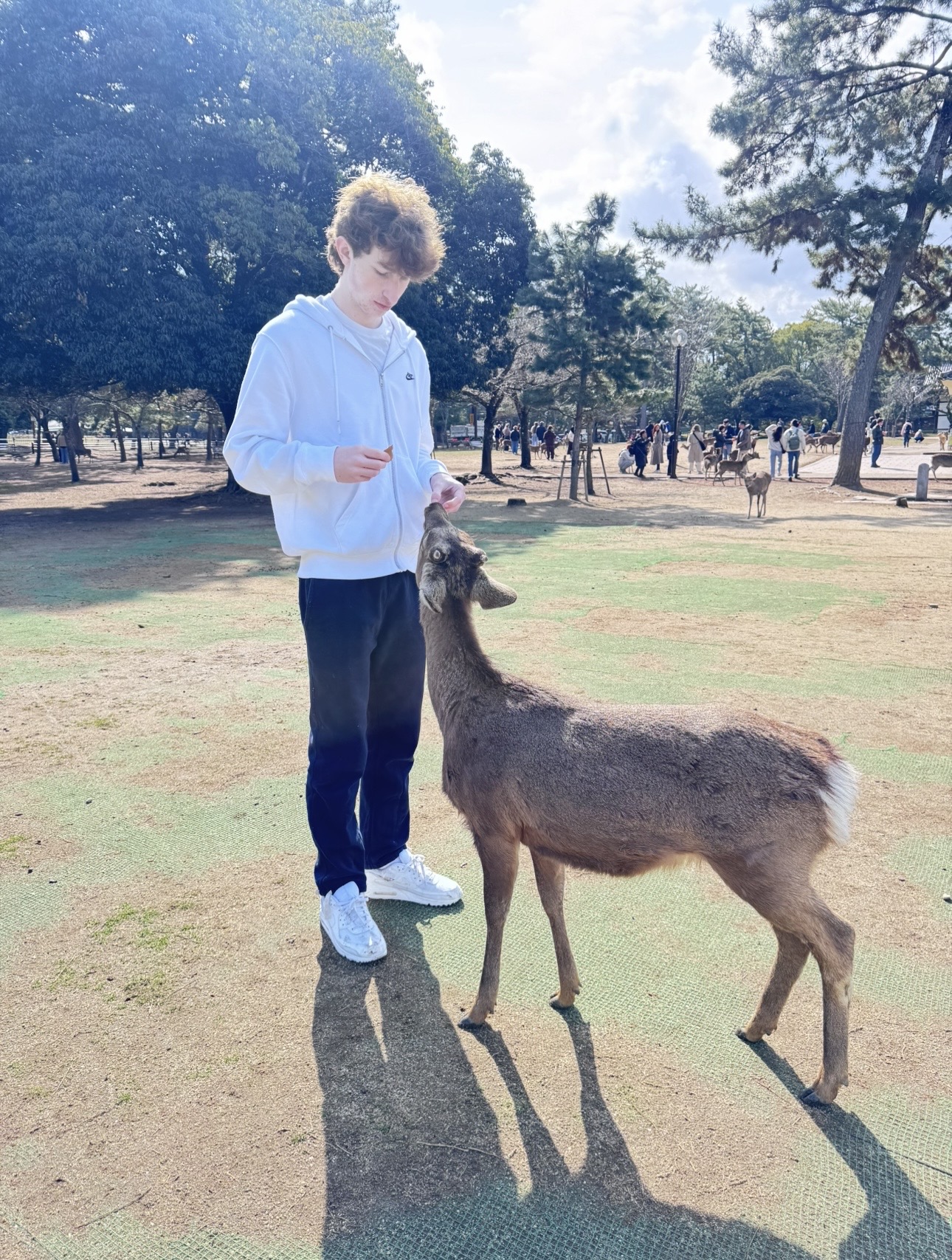 Boy feeding one deer