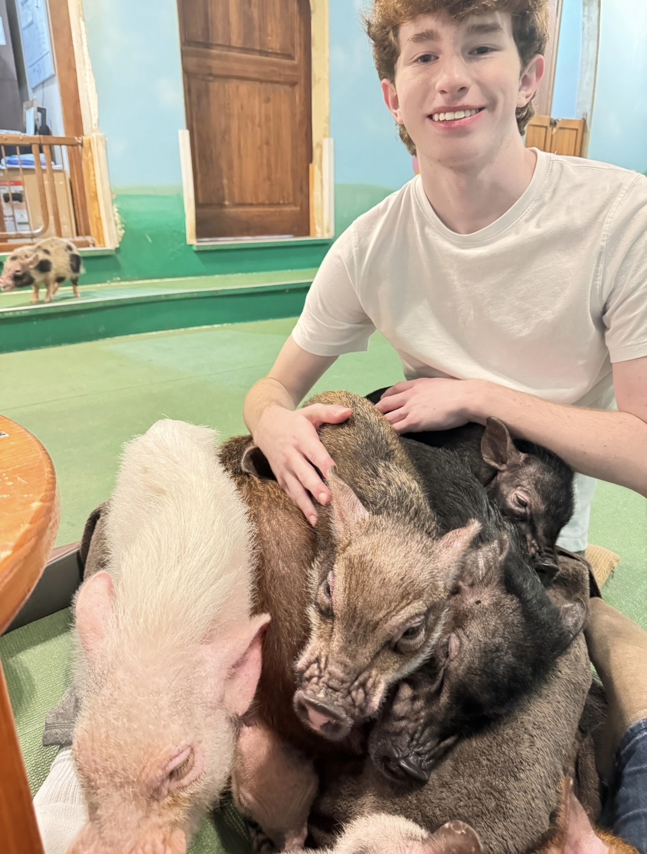 Boy with three pigs on lap