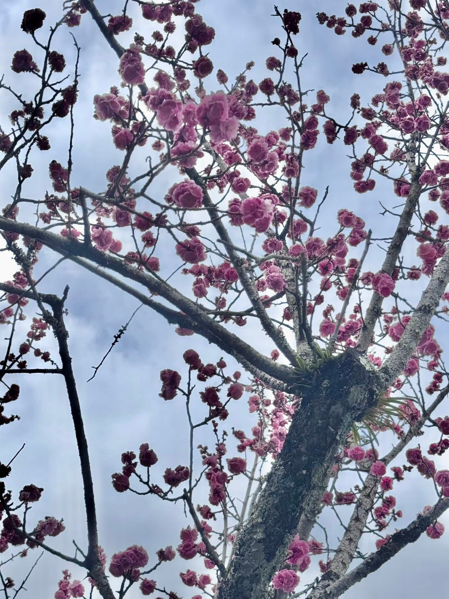 Kyoto pink blossoms opener