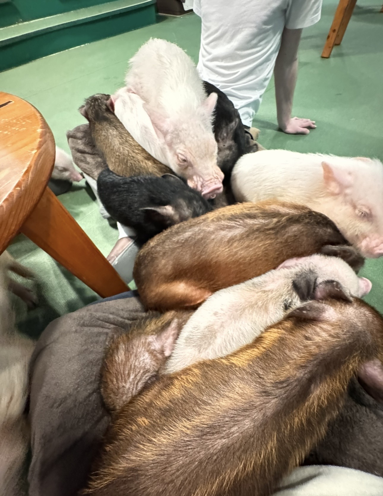 Sheer number of pigs floor view
