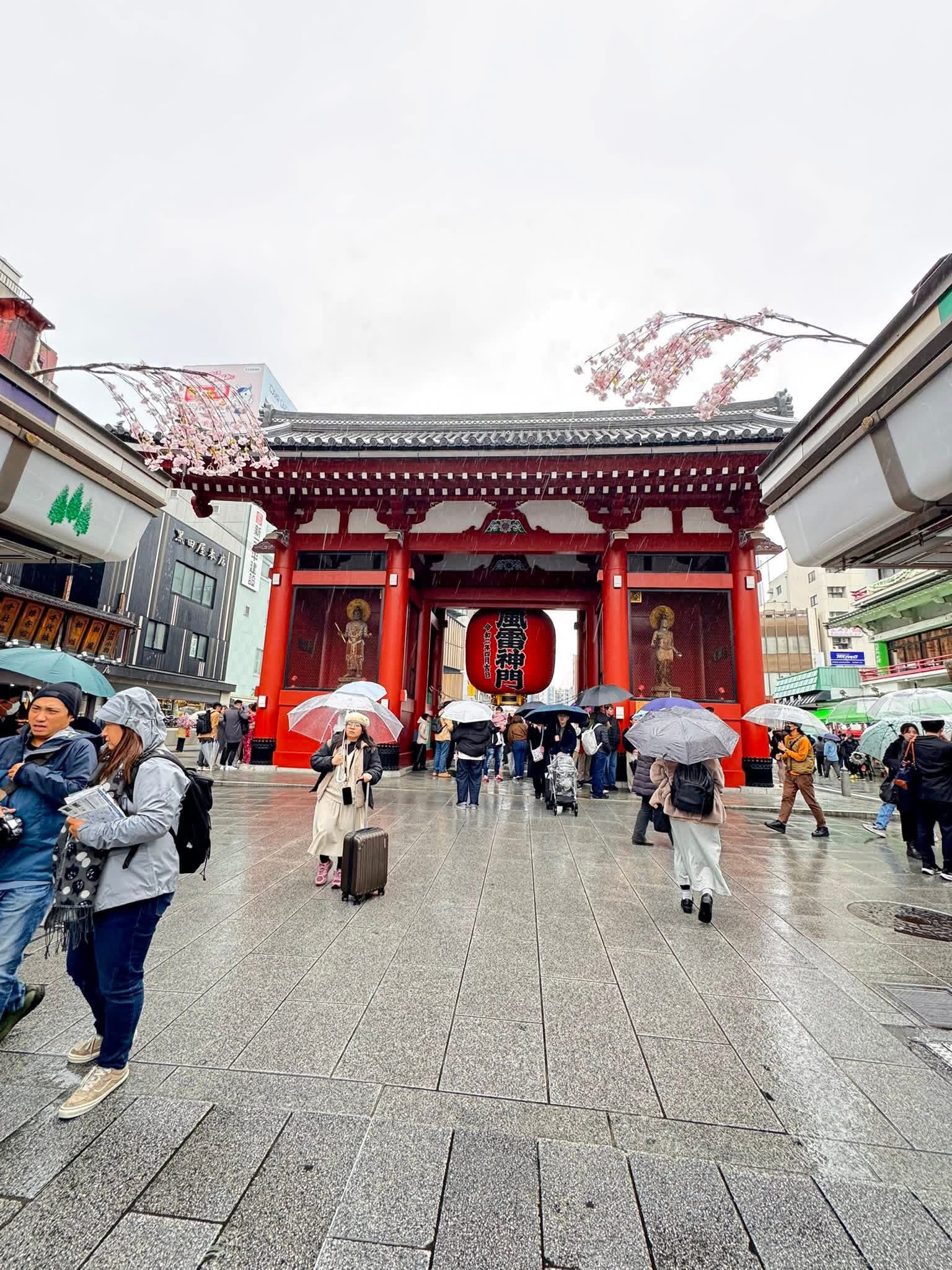 Asakusa gate arch with early blossoms