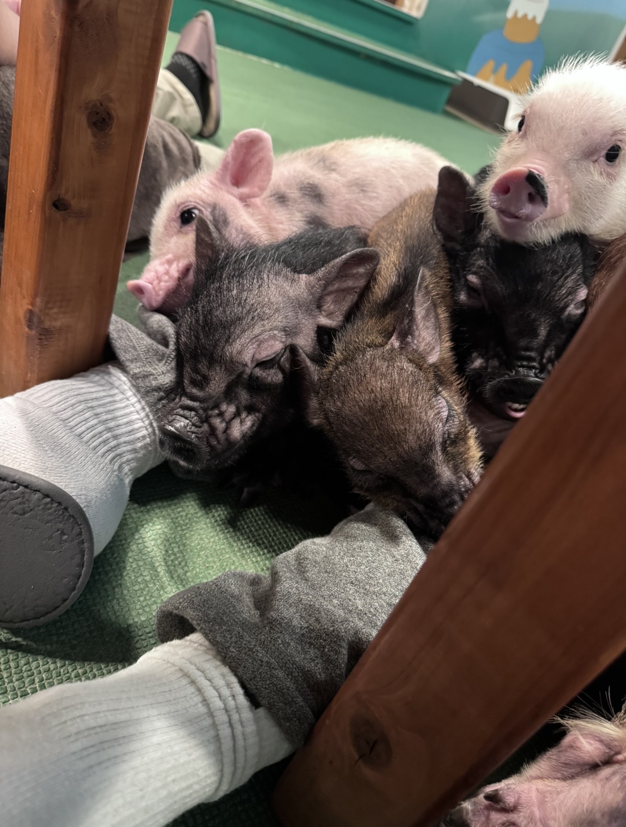 Close-up of pig faces